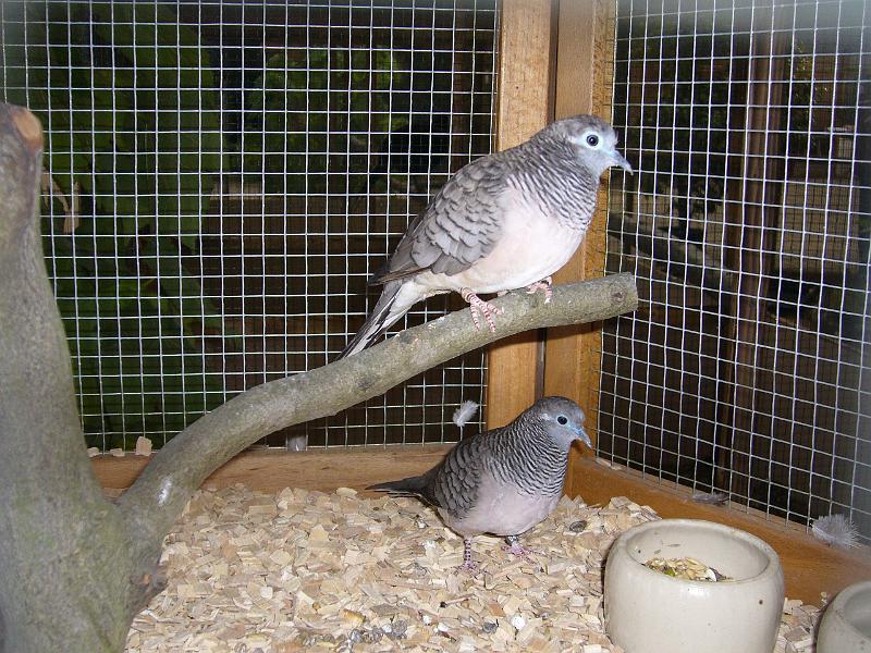 Kreisschau Coesfeld 2008 248.jpg - Gesellschaftstäubchen von Otto Wehenbeck Preis sg 95 Z